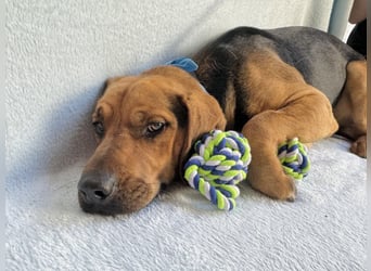 Ash - Sensibler Hundejunge sucht verständnisvolles Zuhause!