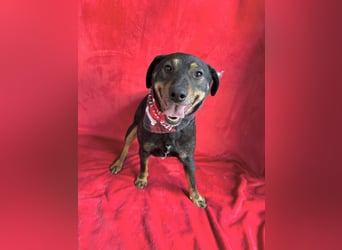 Kurby - Lebensfroher Rüde sucht aktive Menschen!