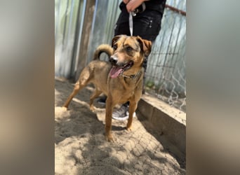 Prometeusz Sensibler Hund sucht Menschen mit Geduld und Herz