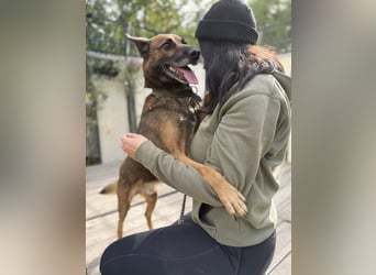 Marlon -Freundlicher, menschenbezogener & aktiver Rüde