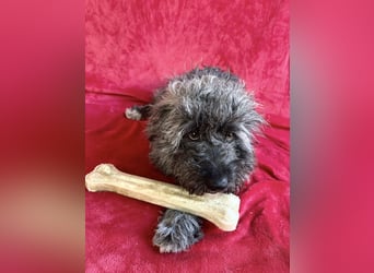 Cody - Sensibler Rüde sucht einfühlsames Zuhause  *bald in 71711 Murr*