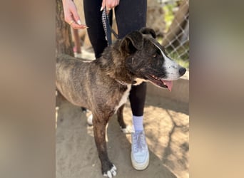 Hardin Fröhlicher, aktiver Traumhund sucht seine Menschen