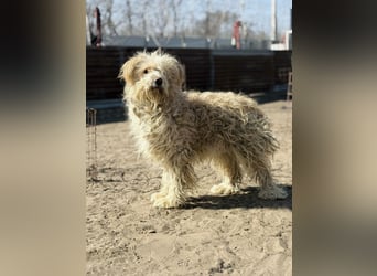 Floki - Zweier-Hunde-WG sucht liebevolle Familie!