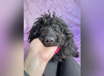 Valerie - Bezaubernde kleine Seele auf der Suche nach Geborgenheit!