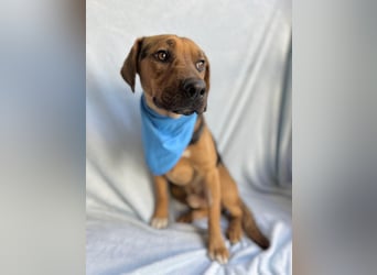 Ash - Sensibler Hundejunge sucht verständnisvolles Zuhause!