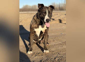 Hardin Fröhlicher, aktiver Traumhund sucht seine Menschen