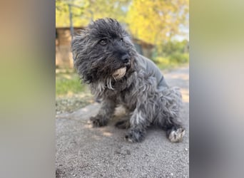 Ella - Sensible Hündin sucht einfühlsames Zuhause