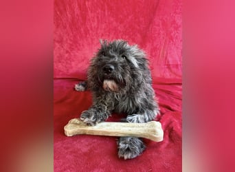 Cody - Sensibler Rüde sucht einfühlsames Zuhause  *bald in 71711 Murr*