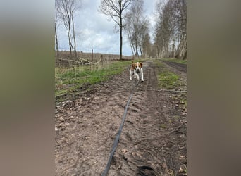 Pippa - Kleine Beagle-Mix Hündin sucht ein Zuhause