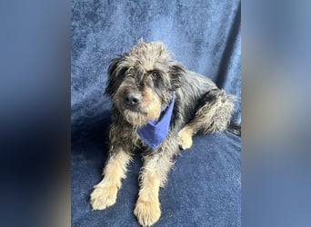 Benji- Freundlicher, ruhiger Rüde - rundum verträglich