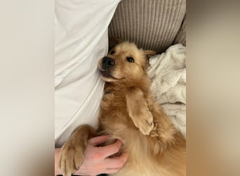 Chopper - selbstbewusster Goldie-Mix sucht seine Familie *in 86685 Huisheim*