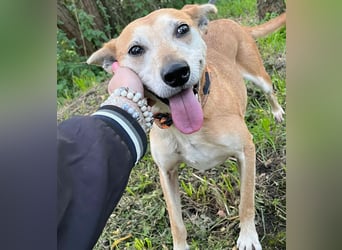 Szotti -Sanfter Rüde auf der Suche nach seinen Menschen