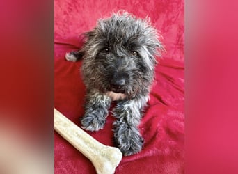 Cody - Sensibler Rüde sucht einfühlsames Zuhause  *bald in 71711 Murr*