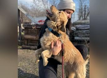 Alfi - Goldiger Rüde sucht sein Für-immer-Zuhause