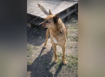 Suki (Cuki) - Freundliche Hündin mit großem Herz sucht ihre Familie