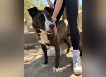 Hardin Fröhlicher, aktiver Traumhund sucht seine Menschen