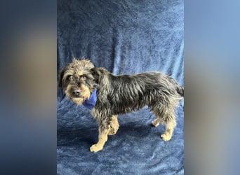 Benji- Freundlicher, ruhiger Rüde - rundum verträglich