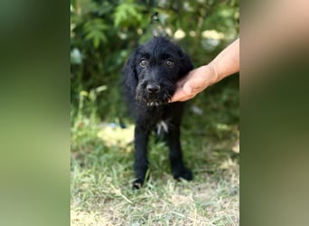 Bonetta - Sanfte Maus sucht Menschen mit Herz