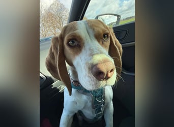 Pippa - Kleine Beagle-Mix Hündin sucht ein Zuhause