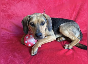Rowan - Hübscher Hundebub sucht seine Familie!