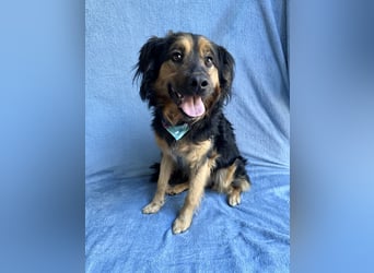 Zapote - Großer Schmusebär auf der Suche nach seinem Happy EndGroßer Schmusebär auf der Suche nach s