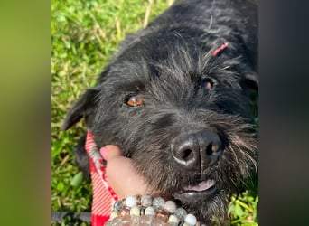 Arny -Leiser, sanfter Rüde auf der Suche nach einem sicheren Platz im Leben