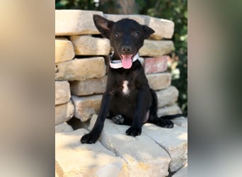 Lola (Larett) Liebe, junge Welpin sucht ihre Herzensmenschen!