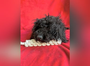 Valerie - Bezaubernde kleine Seele auf der Suche nach Geborgenheit!