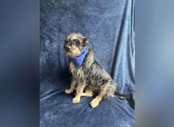 Benji- Freundlicher, ruhiger Rüde - rundum verträglich