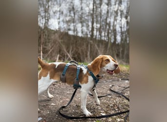 Pippa - Kleine Beagle-Mix Hündin sucht ein Zuhause