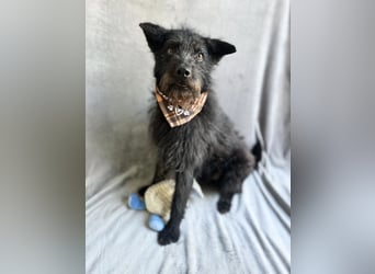 Birs - Fröhlicher Kuschelhund, der seine zweite Chance so sehr verdient hat!