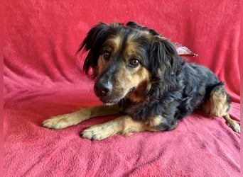 Zapote - Großer Schmusebär auf der Suche nach seinem Happy EndGroßer Schmusebär auf der Suche nach s