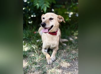 Gajana - Tapfere Hundeseele sucht ihr Für-immer-Zuhause