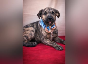 Villi - Junger Mischlingsrüde sucht seine Familie