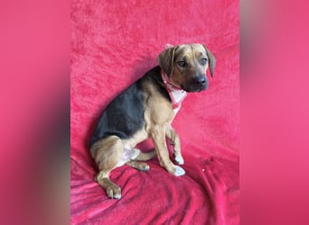Ash - Sensibler Hundejunge sucht verständnisvolles Zuhause!