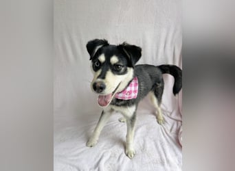 Timur (Trappista) - Menschenbezogener Wirbelwind sucht sein Zuhause