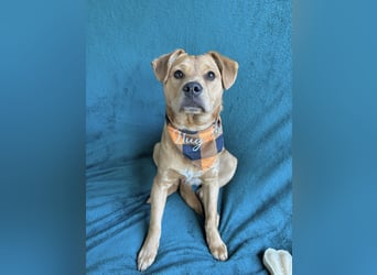 Frisco - Verschmuster Herzenshund sucht sein Glück