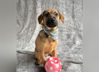 Clementine -Kleine aktive Entdeckerin sucht ihre Familie