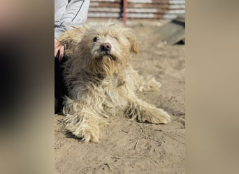 Floki - Zweier-Hunde-WG sucht liebevolle Familie!