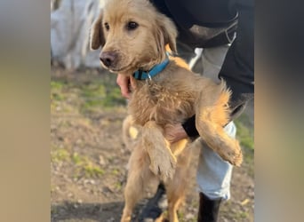 Alfi - Goldiger Rüde sucht sein Für-immer-Zuhause