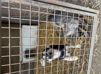 Villi - Junger Mischlingsrüde sucht seine Familie