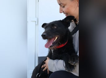 Stella - Liebevolle Hündin möchte endlich ankommen