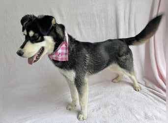 Timur (Trappista) - Menschenbezogener Wirbelwind sucht sein Zuhause