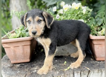 Irma - Bezauberndes Hundemädchen sucht ihr Zuhause!