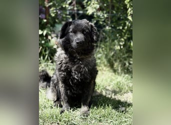 Pepper (Poppea) Sanfte junge Hündin sucht geduldige Menschen mit Herz