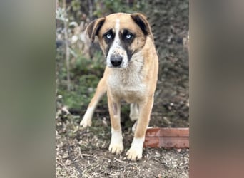 Shirley -Liebes Wesen möchte endlich ankommen!