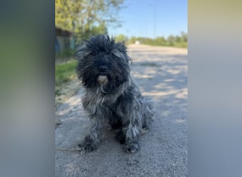 Ella - Sensible Hündin sucht einfühlsames Zuhause