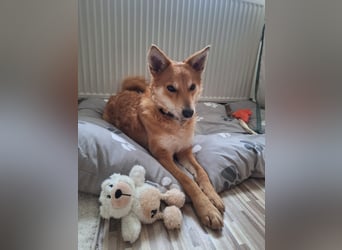 Rony-Aktiver, freundlicher Rüde mit Köpfchen