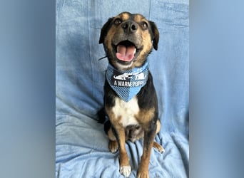 Gareth - Treuer Herzenshund sucht sein Für-immer-Zuhause *bald in 71711 Murr*