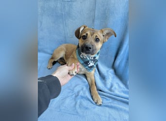 Jeremy - Lebensfroher Sonnenschein auf vier Pfoten sucht sein Zuhause